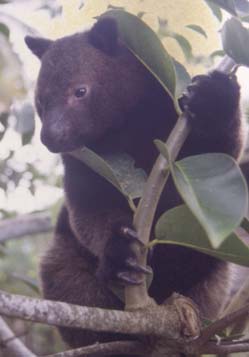 Animal Info Tenkile animal-info-tenkile